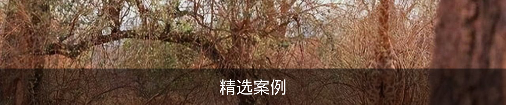 精选案例